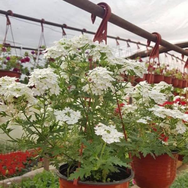 Kod naših mušterija 4